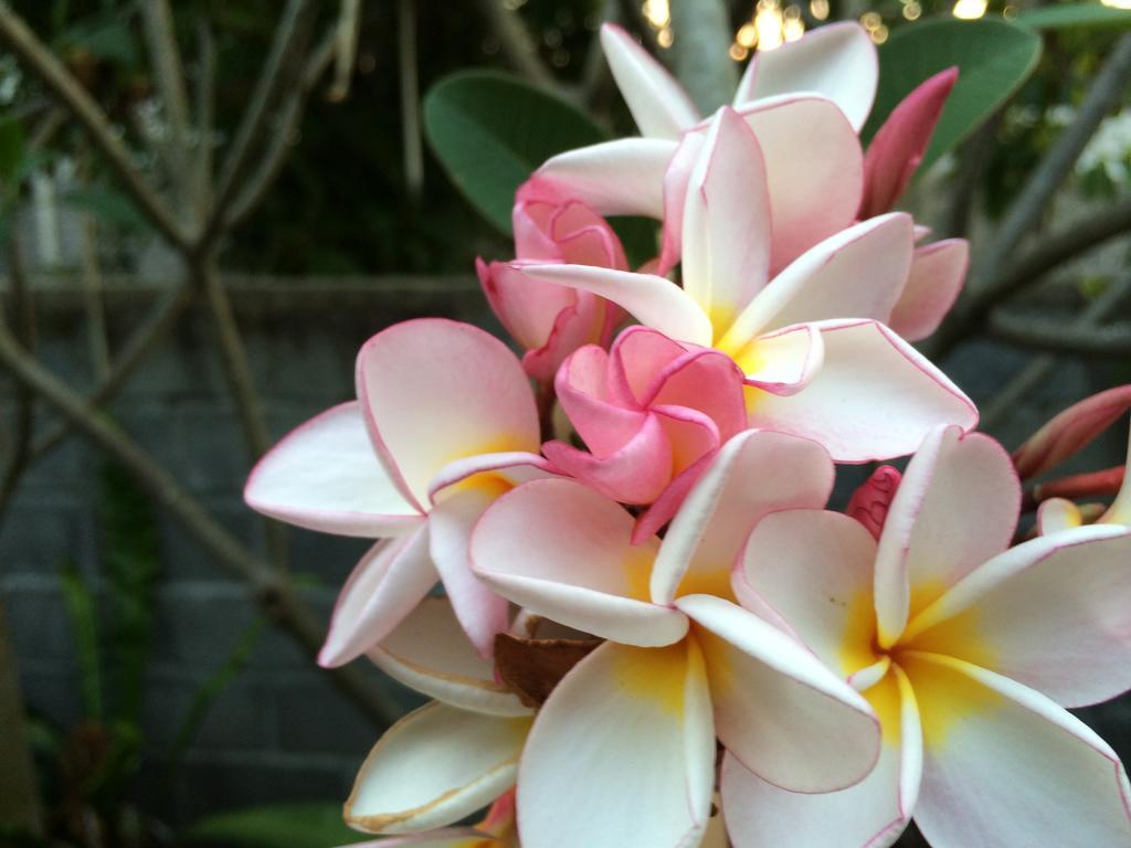 The Boardroom Beach Bungalows 波普托 客房 照片